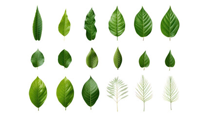 Green leaf icon, set of leaf icons on isolated background. Collection of green leaves on transparent background. Isolated.