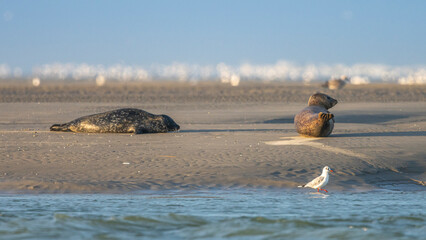Les phoques de la côte Picarde (Baie de Somme et côte d'Opale)
