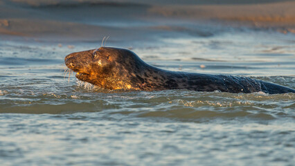 Les phoques de la côte Picarde (Baie de Somme et côte d'Opale) © Alonbou