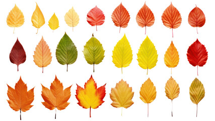 Isolated leaves Collection of colorful autumn leaves. On a transparent background. Isolated.