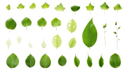 Green leaf icon, set of leaf icons on isolated background. Collection of green leaves on transparent background. Isolated.