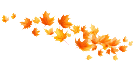 realistic falling leaves Autumn leaves on transparent background. Isolated.