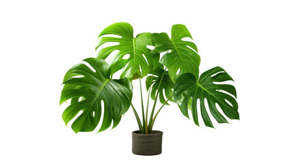The monstera tree grows beautifully. exotic tropical leaves Perfect for holiday decorations, greeting cards, brochures or posters. On a transparent background. Isolated.