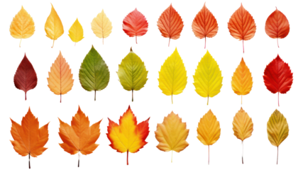 Isolated leaves Collection of colorful autumn leaves. On a transparent background. Isolated.