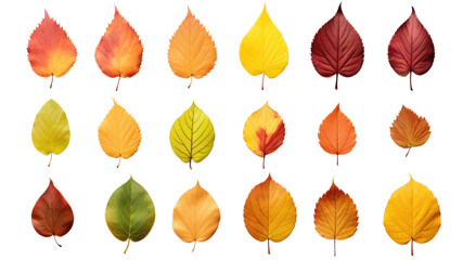 Obraz premium Isolated leaves Collection of colorful autumn leaves. On a transparent background. Isolated.