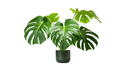 The monstera tree grows beautifully. exotic tropical leaves Perfect for holiday decorations, greeting cards, brochures or posters. On a transparent background. Isolated.