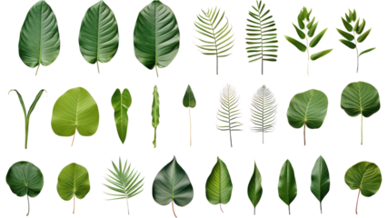 Isolated leaves Collection of colorful autumn leaves. On a transparent background. Isolated.