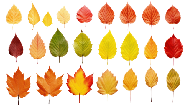 Isolated leaves Collection of colorful autumn leaves. On a transparent background. Isolated.