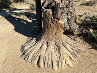 dead joshua tree in the sand