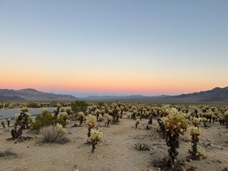 sunset in the desert cactus garden in joshua tree national park