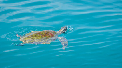 Obraz na płótnie Canvas A sick injured turtle floating on the ocean during a snorkeling trip at Samaesan Thailand