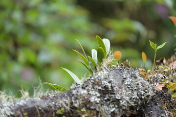 Monte Verde Costa Rica Mittelamerika Regenwald Umwelt Natur