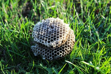 An empty bee nest on the ground
