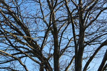 No leaves left on the tree branches with a clear winter sky