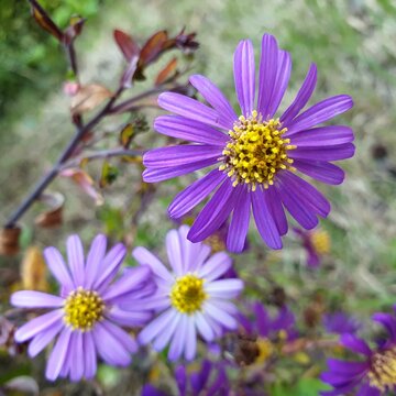 그리움과 기다림의 꽃말을 가지고 있는 예쁘고 귀여운 가을 꽃, 쑥부쟁이 (국화과) - chrysanthemum