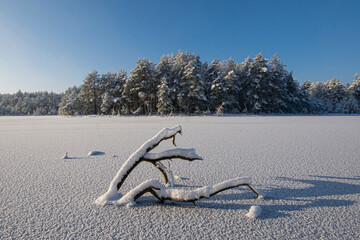 Piękny błękitny zimowy poranek w lesie - obrazy, fototapety, plakaty
