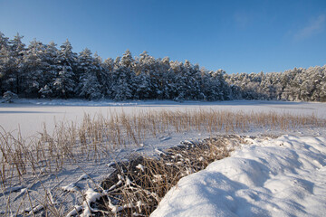 Piękny błękitny zimowy poranek w lesie - obrazy, fototapety, plakaty