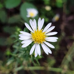 Fototapeta premium 귀엽고 예쁜 하얀 들꽃, 쑥부쟁이