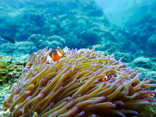 Nemo clown fish at a snorkeling trip at Samaesan Thailand. dive underwater with fishes at a coral reef sea pool. 