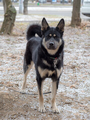 portrait of a Laika on a winter day