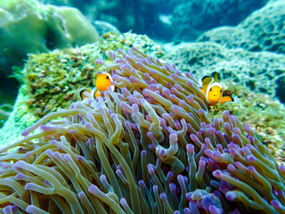 Nemo clown fish at a snorkeling trip at Samaesan Thailand. dive underwater with fishes at a coral reef sea pool. 