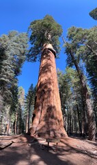 giant trees in the sequoia tree national park