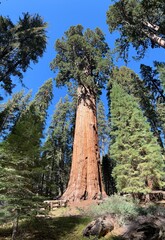 sequoia tree giant tree