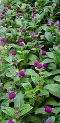 변치 않는 사랑, 매혹의 꽃말을 가진 신비로운 천일홍 - Globe amaranth