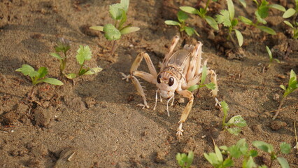 crab, animal, seafood, crustacean, claw, food, sea, lobster, nature, crayfish, beach, water, shellfish, fish, isolated, claws, crawfish, sand, shell, ocean