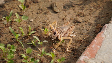 crab on the rock 4i ckip