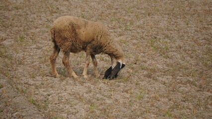 sheep grazing in the field