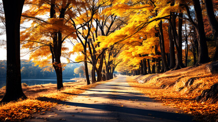 Naklejka na ściany i meble Autumn landscape with road and yellow trees in park, South Korea.