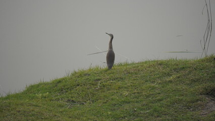 great heron ardea cinerea