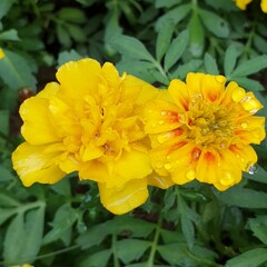 우정의 꽃말을 가진 비 온 뒤 싱그러운 예쁘고 아름다운 메리골드 (만수국) - Marigold (tagetes)