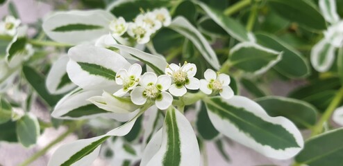 환영 & 축복 꽃말, 순백의 귀여운 꽃, 설악초 - Snow on the mountain (Euphorbia marginata) or Ghostweed flower