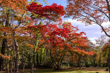 北海道千歳市、紅葉に染まる秋の野鳥の森【10月】