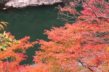 京都　宇治川の水面に映える色付いたもみじ