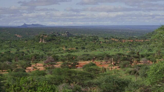 Wide shot of zebras (Equus quagga) and reticulated giraffes (Giraffa reticulata) feeding across the valley during the morning in Africa.