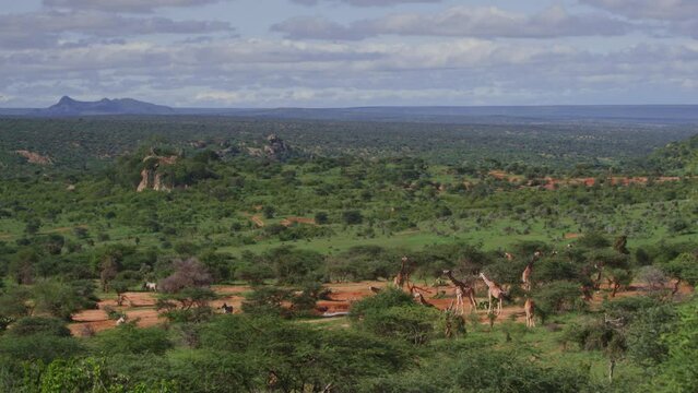 Long lens of reticulated giraffes (Giraffa reticulata) as they browse during the morning in Africa.