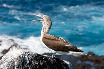 Obraz premium Galapagos seascape Blue Footed Booby (Sula nebouxii).