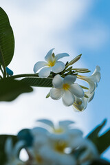 Fragrant frangipani flowers on the tree in the Seychelles.