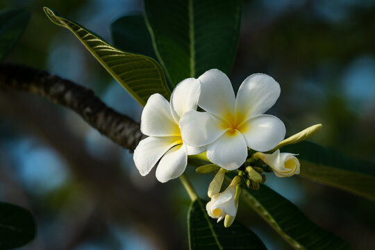 Fragrant frangipani flowers on the tree in the Seychelles.
