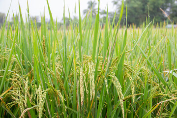 Fresh rice filed, Farming Argriculture in  Thailand.