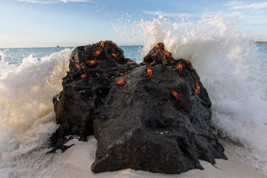 Sally Lightfoot Crabs (Grapsus grapsus) on a lava rock, Galapagos.