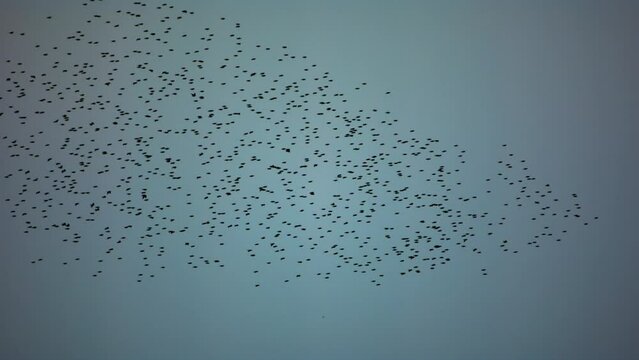 Starling Formations Against The Blue Sky