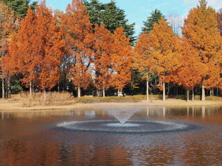 紅葉と噴水