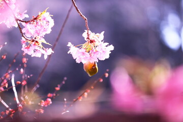 春の美しい梅と桜とメジロ