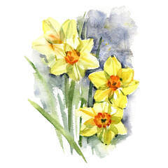 Bouquet of yellow narcissus flowers daffodil, easter bell, jonquil, lenten lily. Floral botanical picture. Hand drawn watercolor painting illustration