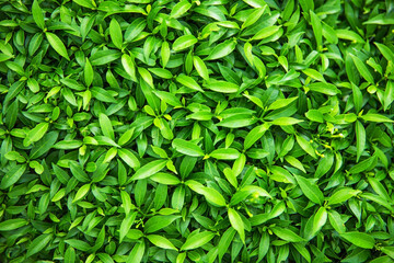 bright green leaves of bush plant, nature background