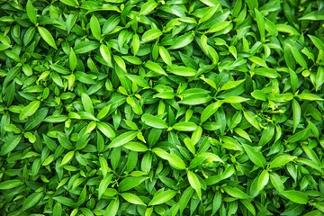 Gordijnen bright green leaves of bush plant, nature background © dmitr1ch